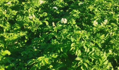 ���������� ��������� ����� �������� ������������ � �����������