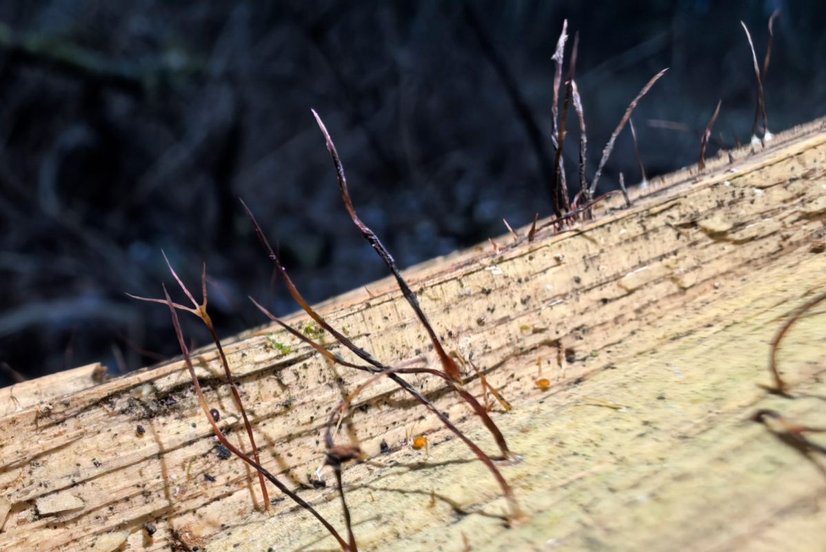 В Беловежской пуще раскрыт новый грибной секрет: знакомьтесь с ксилярием нитевидным
