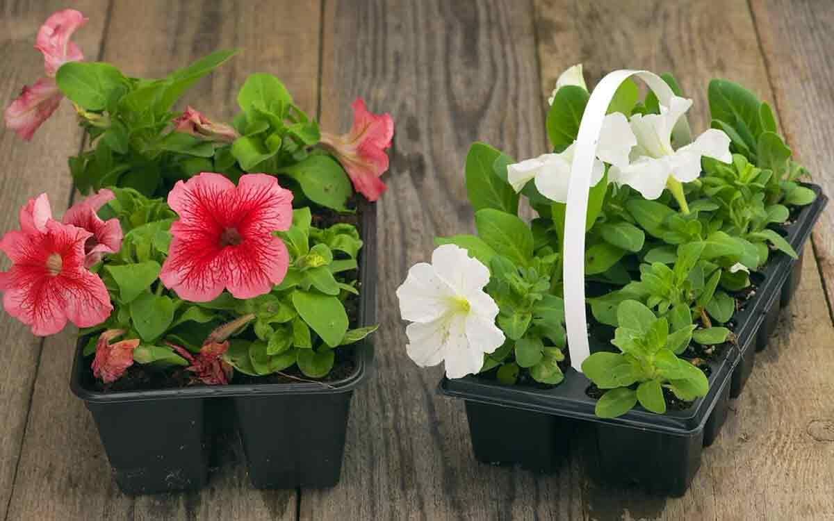 Как вырастить петунии: секреты успешной рассады в 2026 году