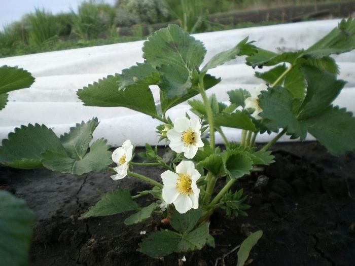 Погода на стороне клубники: как защитить растения от морозов