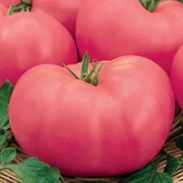 Томат Сахар розовый: сладость и крупные плоды в салатах на каждый сезон