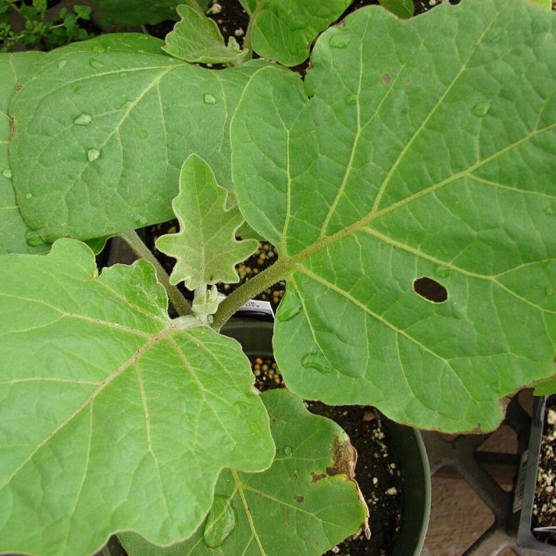 Причины отсутствия плодов у баклажанов