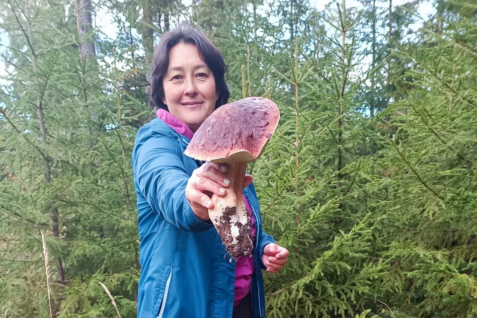 Как заработать на грибах: секреты сборщиков и растущий рынок дикорастущих грибов в России