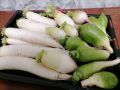 Как собрать и сохранить урожай дайкона и китайской редьки: советы садоводов
