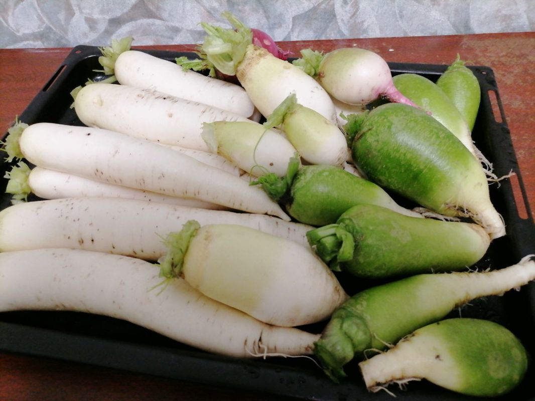 Как собрать и сохранить урожай дайкона и китайской редьки: советы садоводов