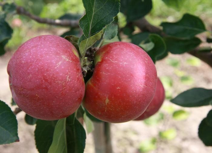 Топ-5 впечатляющих сортов яблонь для вашего сада