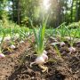 Как правильно подкармливать озимый чеснок: 5 эффективных схем для каждого садовода
