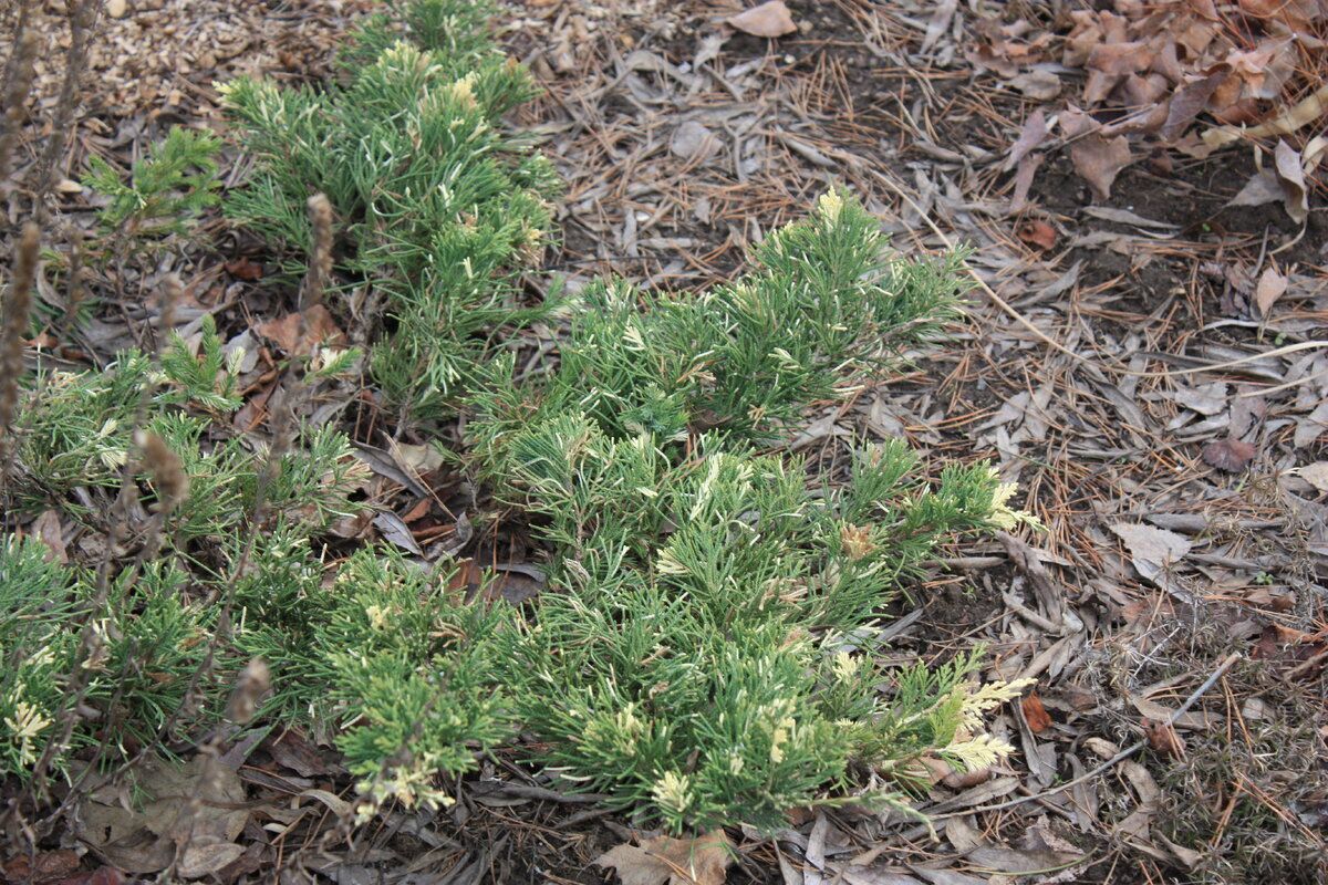 Зимний пробуждение хвойных: Как перезимовали зелёные красавцы в Сибири