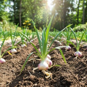 Как правильно подкармливать озимый чеснок: 5 эффективных схем для каждого садовода