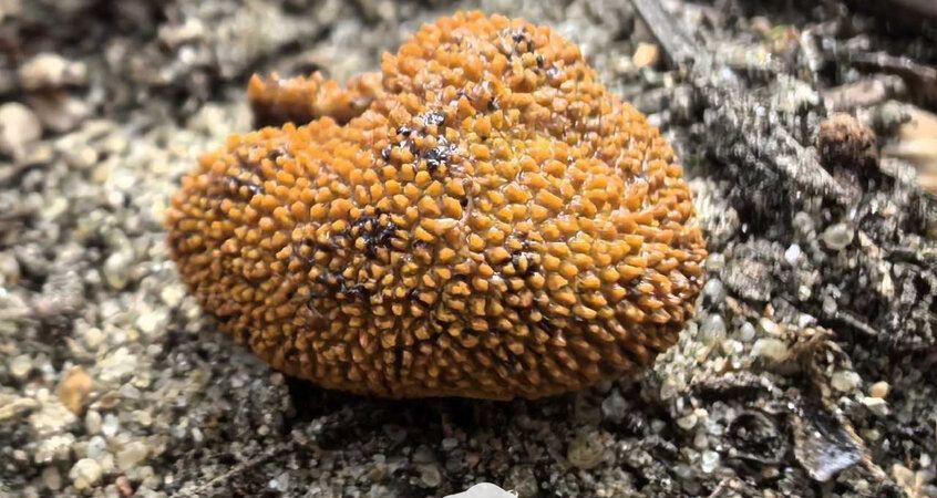 Удивительное открытие: новый гриб весом подземной тайны в Беловежской пуще