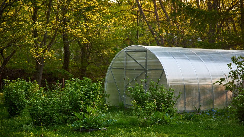 Как нехитрые изменения в теплице увеличили урожай в два раза