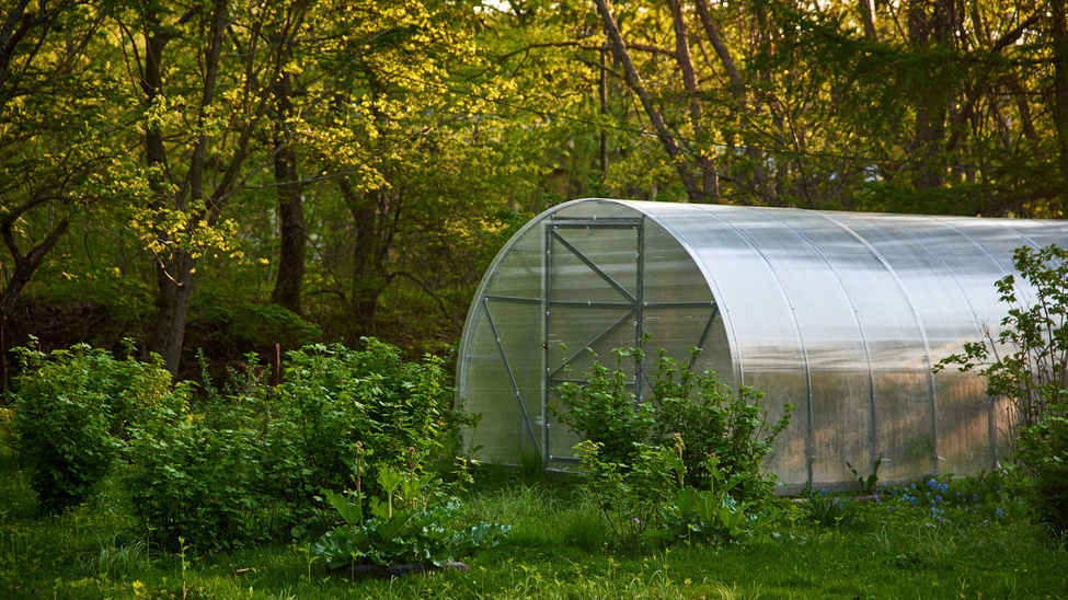 Как нехитрые изменения в теплице увеличили урожай в два раза