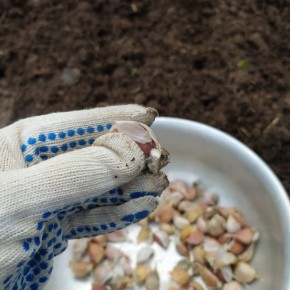 Не успели посадить озимый чеснок? Вот что можно сделать!