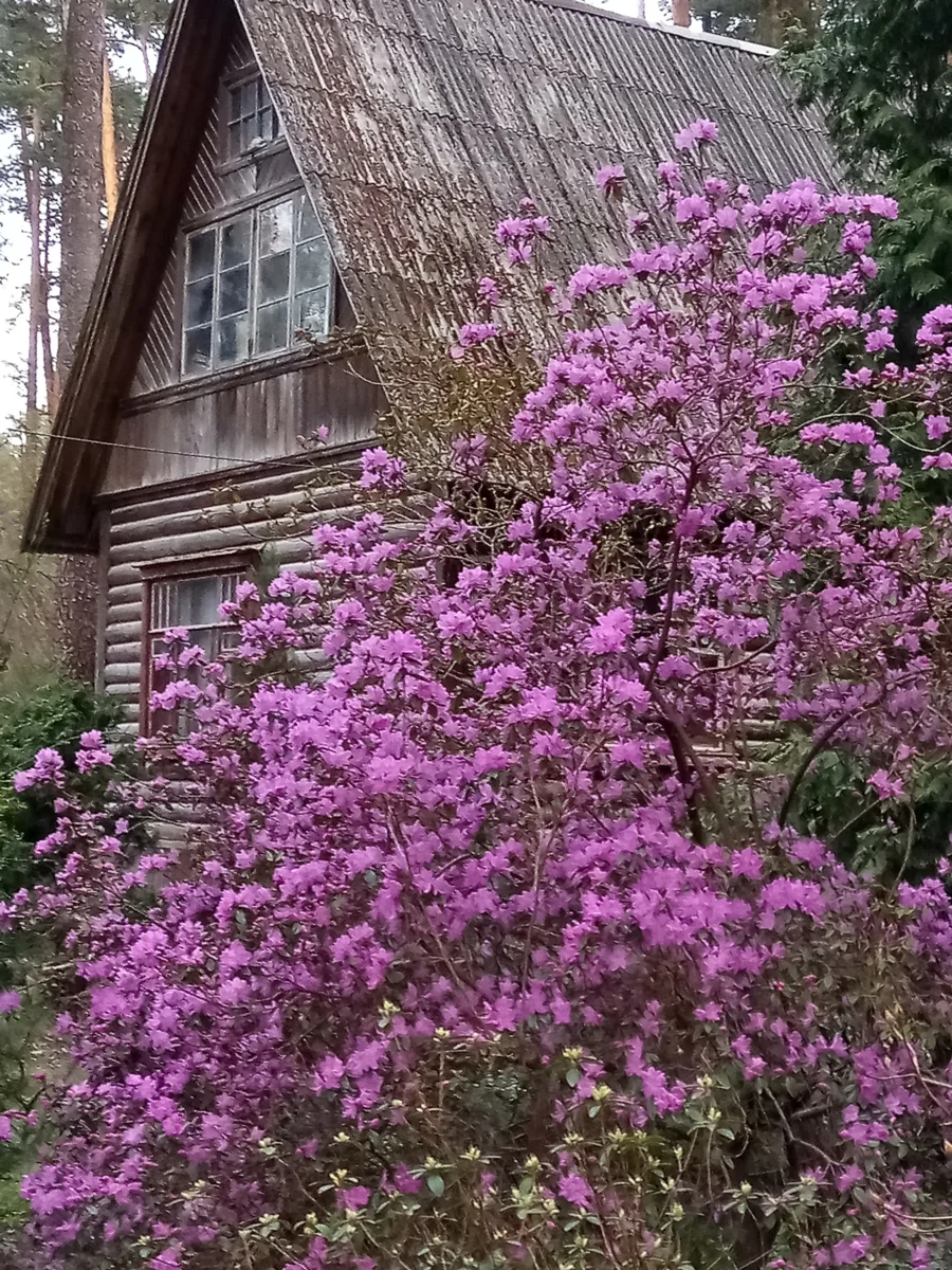 Рододендроны: Как выбрать идеальный сорт для вашего сада