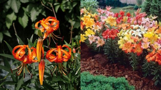 ��� ��������� ������������ �����: ������� �������� ��������� ��� ���������