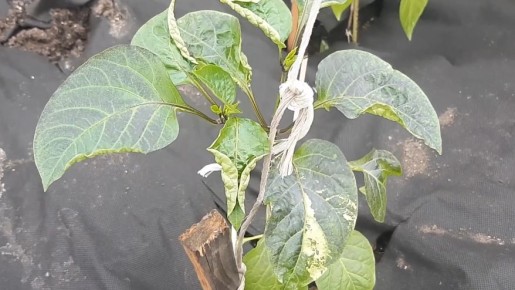 Как получить яркий и сочный перец: секреты успешного урожая