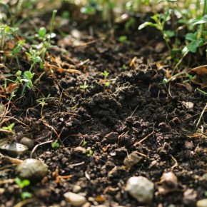 Как правильно хранить землю для рассады: секреты успешного gardeners