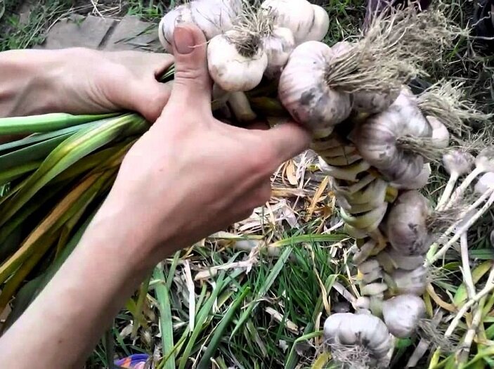 Как быстро и удобно сохранить чеснок на зиму