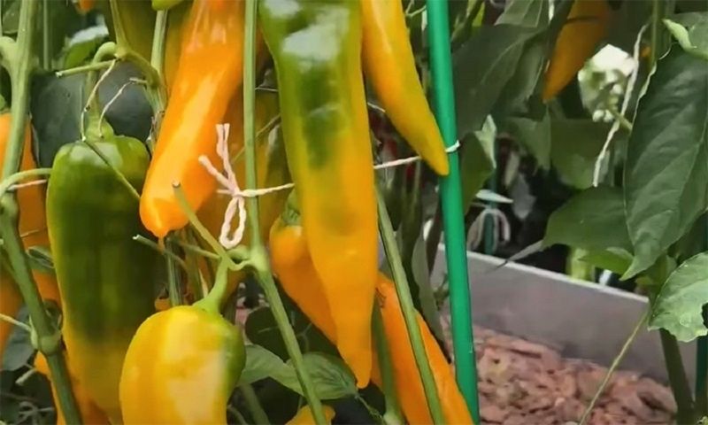 ������ ������� �������: ��� ������ ������� ������ ������� ��������� � ������