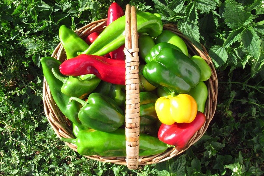 Подготовим перец на зиму: 20 лучших рецептов