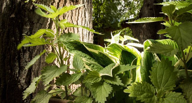 �������: ������� ������� ���� �� �����