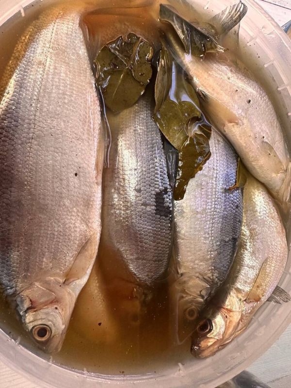 ������ ���� ����adi: ������ ����� �� ��������� ����