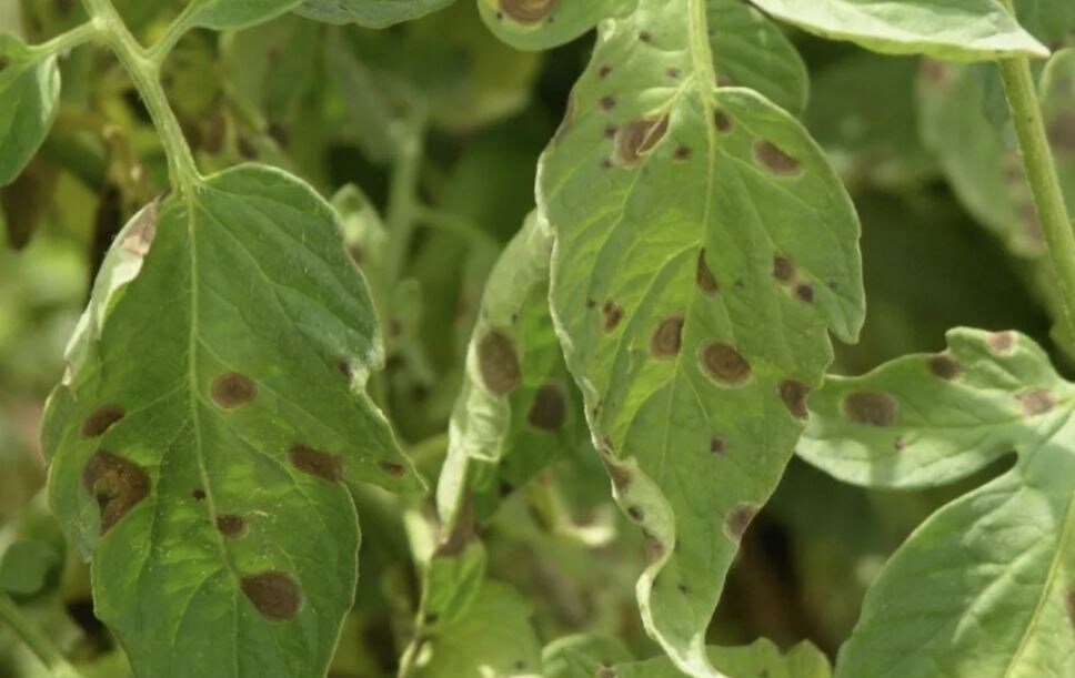 Как предотвратить бурую пятнистость томатов в знойное лето