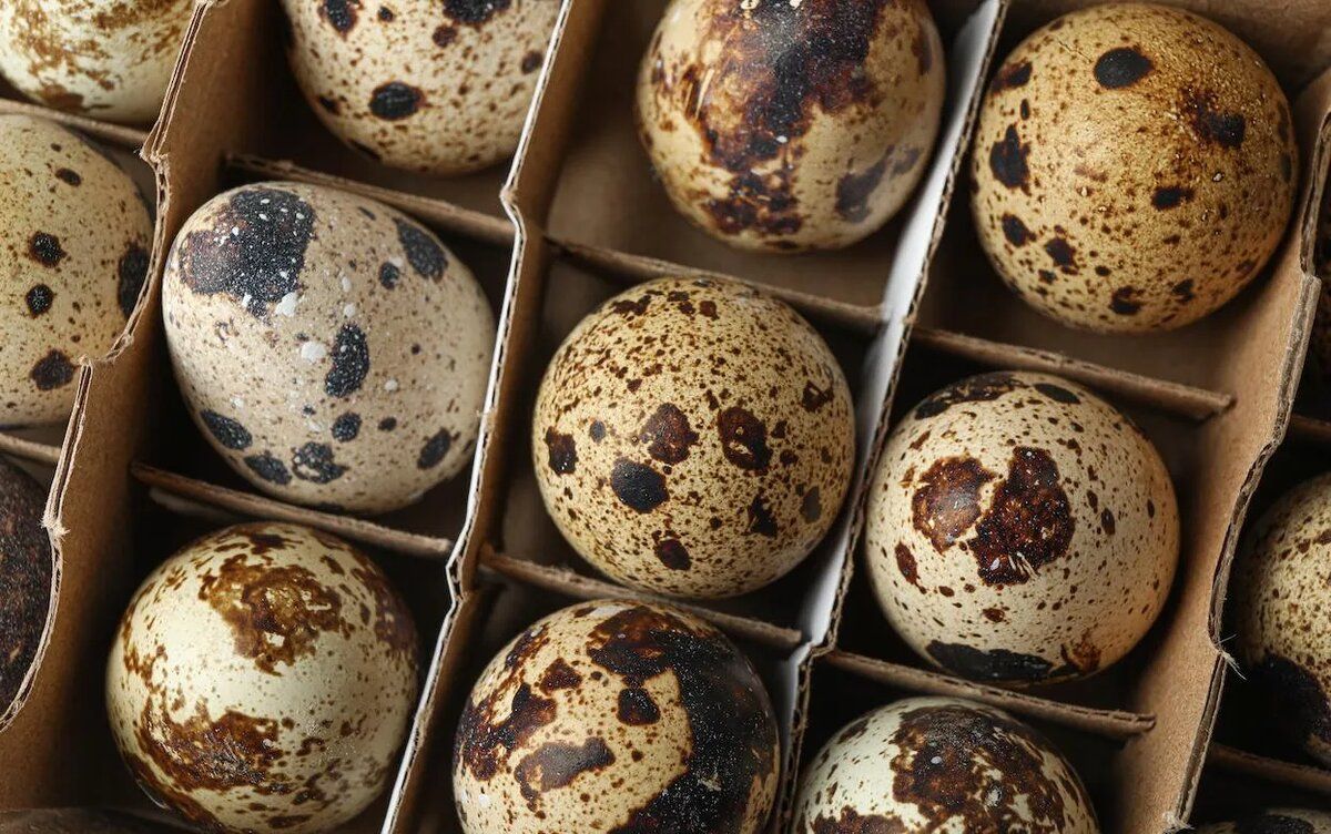 ����������� ����: ������� ���� ��� ������� ���