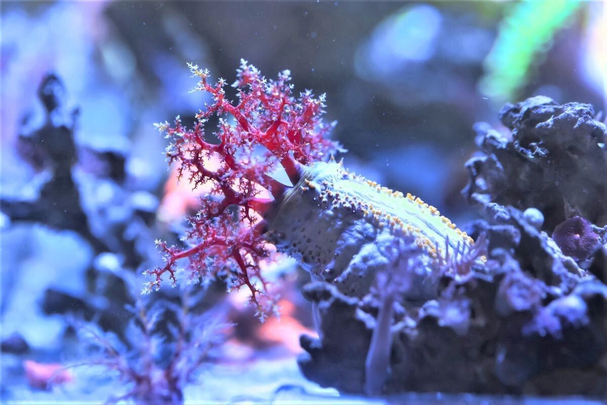 ������� ������: ��������� ������ ����������� �����������