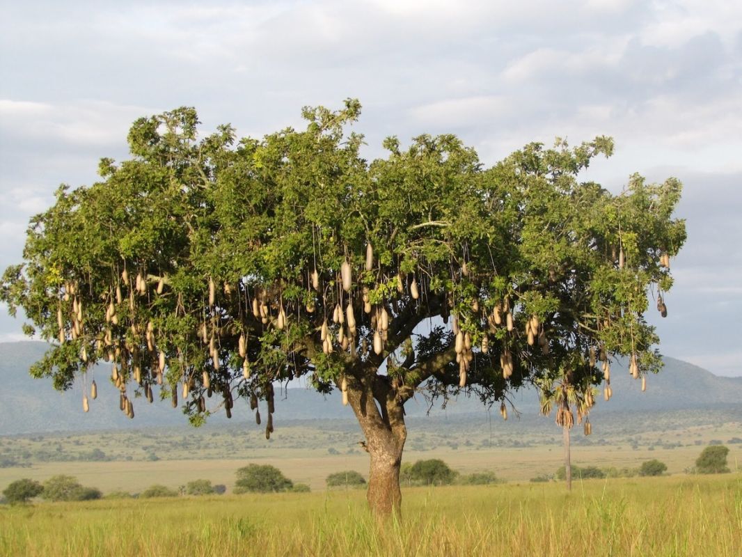 ��������� ������: ���� �������, ������� �������� � ������