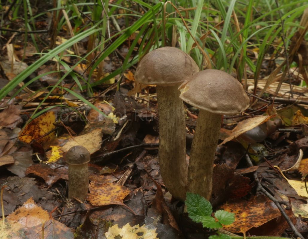 �������� �����������: ���������� ����, ������� ����� �����