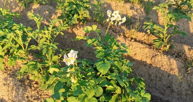 Почему органический картофель — ваш лучший выбор: меньше нитратов и больше здоровья