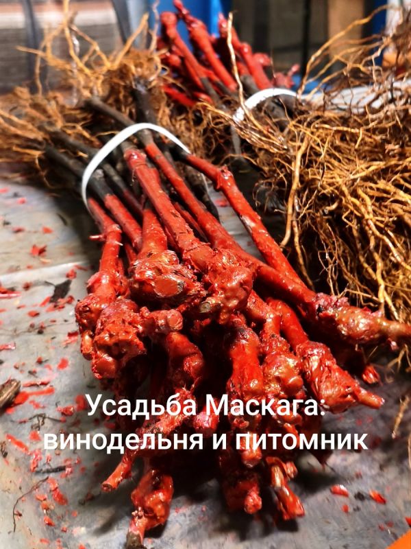 ������� �������: ����� ��������� ������� �������