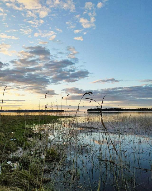 Как сварить идеальную уху на берегу озера