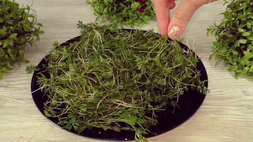 ������ ������� ��������� �����: ����������� ���������� �����������