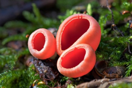 ��������� ���� ����: ������� ������� � �������� ����