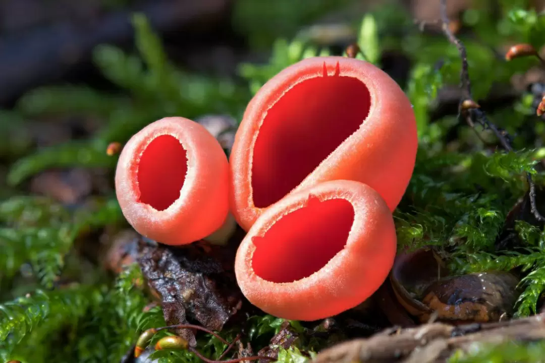 Сказочные алые чаши: красота природы в весеннем лесу