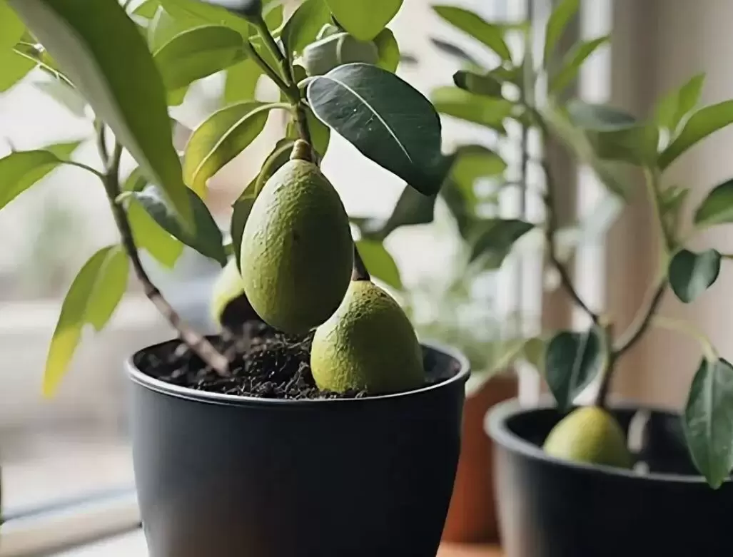 Как вырастить авокадо из косточки: три необычных способа