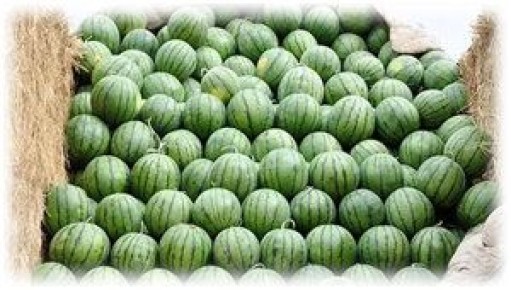 ��� ��������� ����� �� ����: ������ � ��������