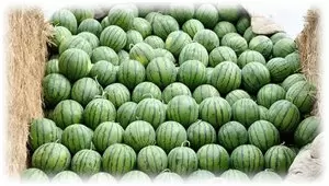Как сохранить арбуз до зимы: советы и хитрости
