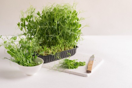 ����� �������� ��������� � �������� � ��������