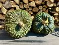 Самая необычная тыква Италии в саду и на тарелке